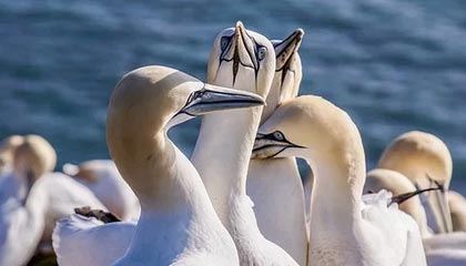 北京桦冠生物技术有限公司获“C轮”融资，金额数亿人民币