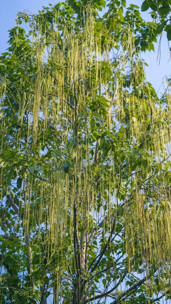 武汉这条路上大量出现，长达1米！到底是啥？