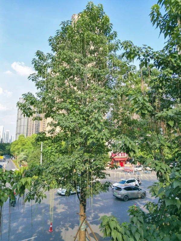 武汉这条路上大量出现,长达1米!到底是啥?