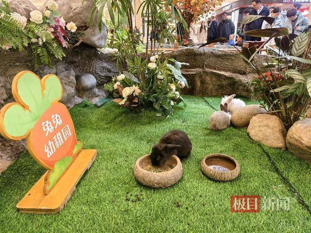 西安一商场用狮子“引流”遭质疑，小狮子、小马和羊驼已撤走