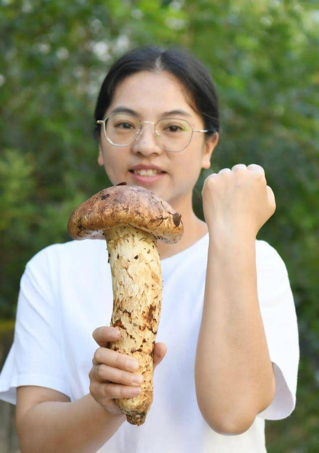 640克、长31厘米,丽江又现“松茸王”一朵卖了1600元