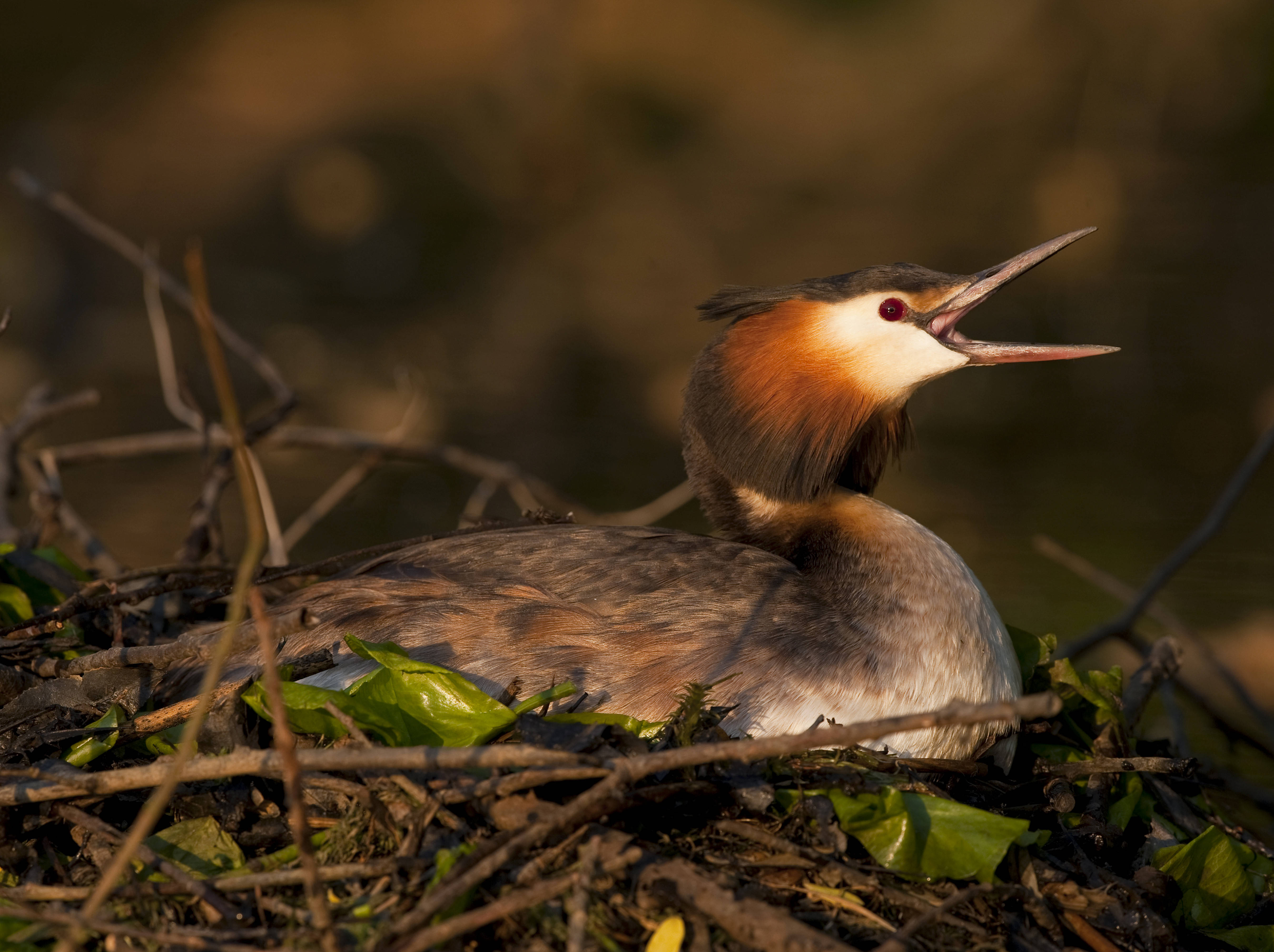 人民币朋友圈再扩容