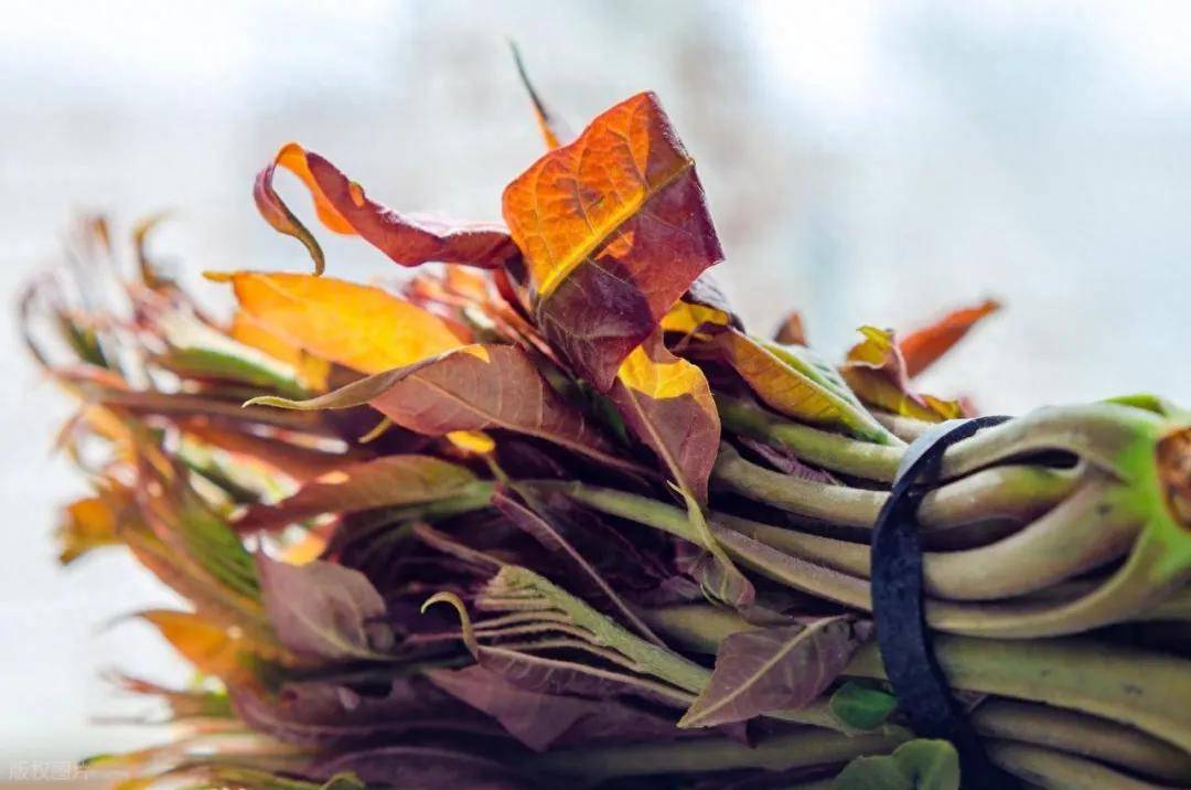 警惕香椿炒鸡蛋的潜在风险 详解香椿对人体的危害及食用禁忌